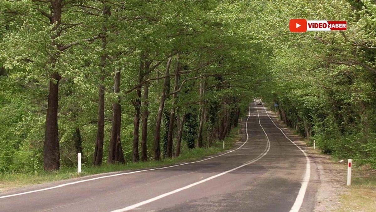 SAFRANBOLU ULUS AĞAÇ TÜNEL YOLU: DOĞANIN YEŞİL MÜCİZESİ